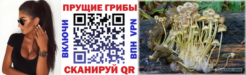цена Поворино блэк спрут как войти Псилоцибиновые грибы Psilocybe
